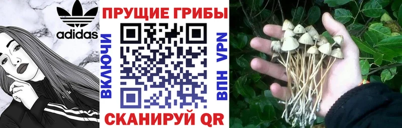 Галлюциногенные грибы мухоморы  это как зайти  Новоалександровск 